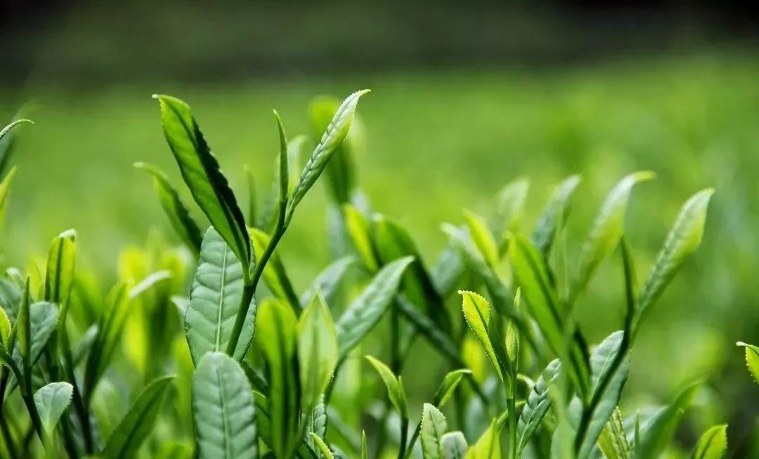 微信图片_20211119092541.jpg 微信图片_20211119092541.jpg